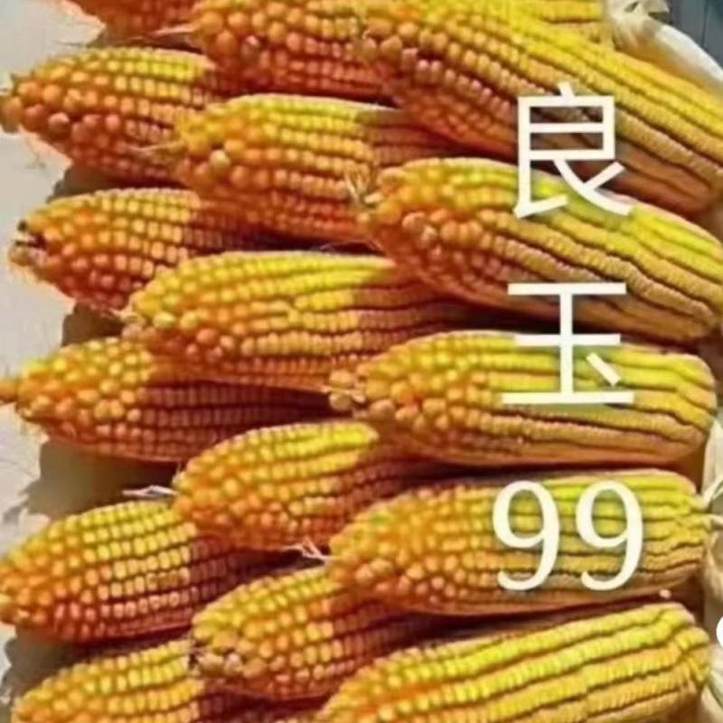 丹东良玉99玉米种子厂家正品保证耐密穗匀抗风能力强