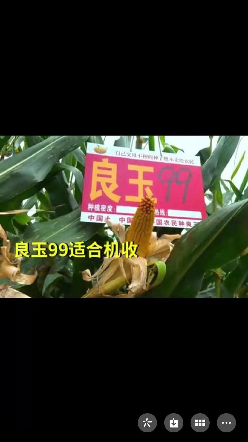丹东良玉99玉米种子厂家正品保证耐密穗匀抗风能力强