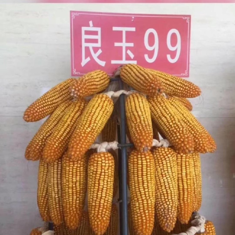 丹东良玉99玉米种子 厂家正品保证 耐密穗匀抗台风