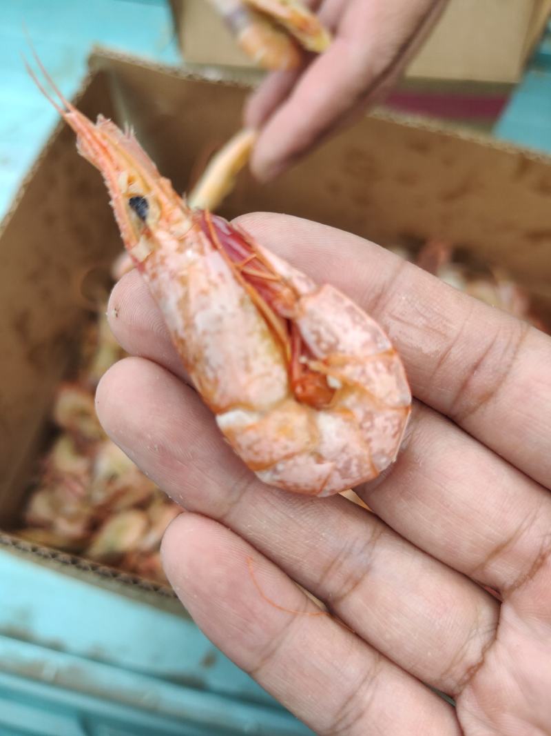 羊毛虾，白米虾可做加工虾。油炸小虾新鲜美味货源稳定