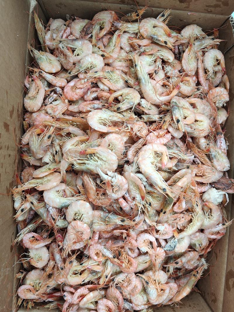 羊毛虾，白米虾可做加工虾。油炸小虾新鲜美味货源稳定