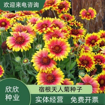 天人菊种子春秋易活多年生耐寒花种四季开室外庭院虎皮菊花