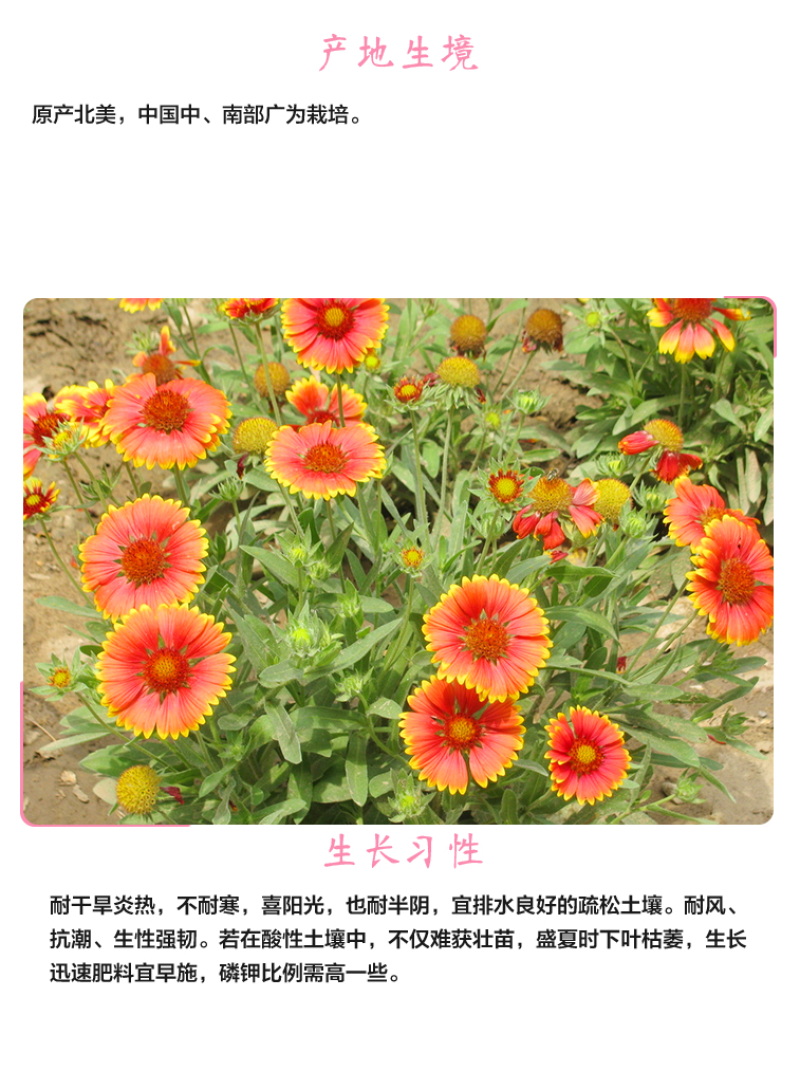 宿根天人菊种子车轮菊种籽多年生耐热可切花阳台盆栽花海花镜