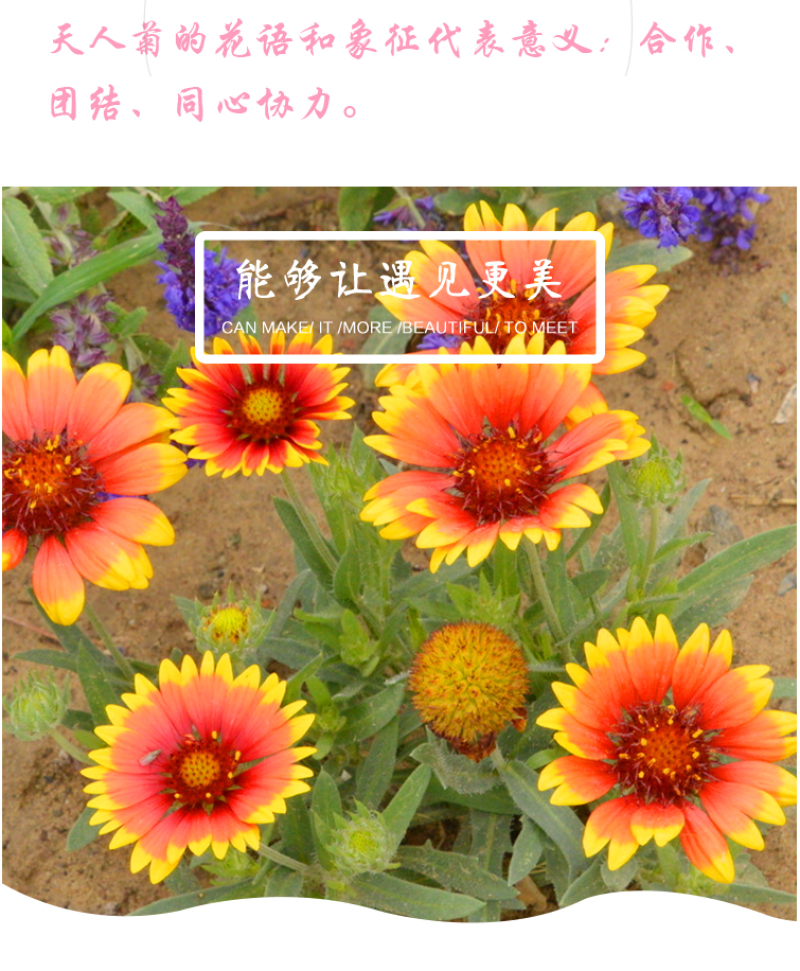 宿根天人菊种子车轮菊种籽多年生耐热可切花阳台盆栽花海花镜