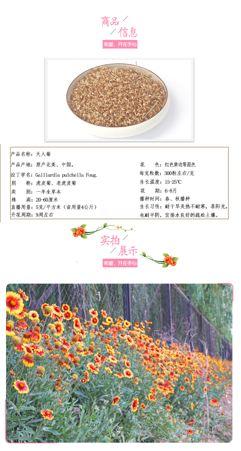 宿根天人菊种子车轮菊种籽多年生耐热可切花阳台盆栽花海花镜