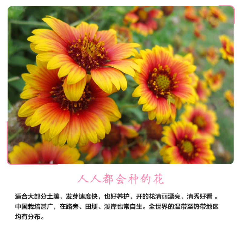 宿根天人菊种子车轮菊种籽多年生耐热可切花阳台盆栽花海花镜