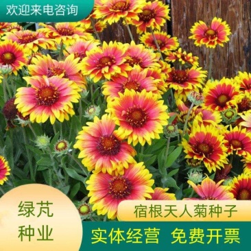 宿根天人菊种子车轮菊种籽多年生耐热可切花阳台盆栽花海花镜