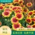 宿根天人菊种子车轮菊种籽多年生耐热可切花阳台盆栽花海花镜