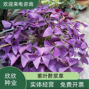 紫叶酢浆草种球紫叶草紫蝴蝶种子粉花种球三叶草幸运草红花草