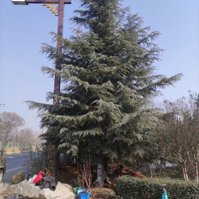 10米雪松