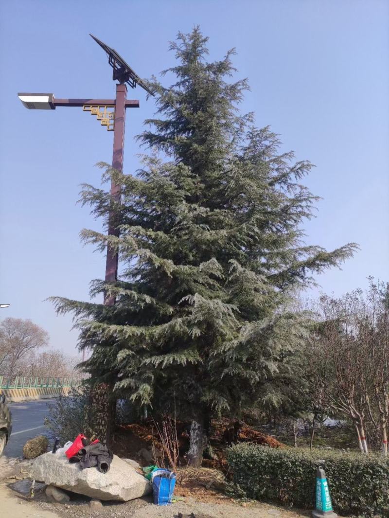 10米雪松