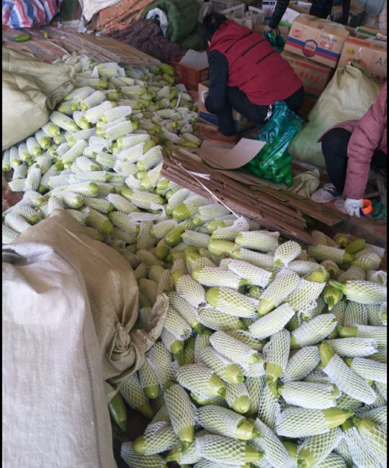 优质西葫芦，颜色鲜绿，基地，加工一体化，包装齐全，基地直