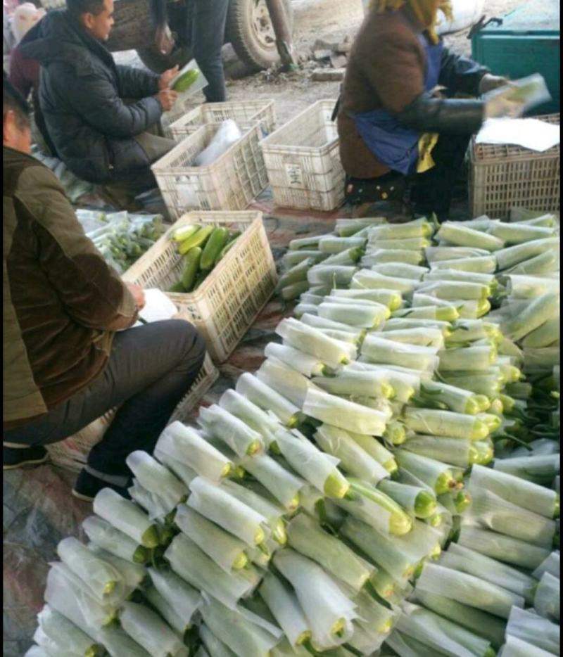 优质西葫芦，颜色鲜绿，基地，加工一体化，包装齐全，基地直