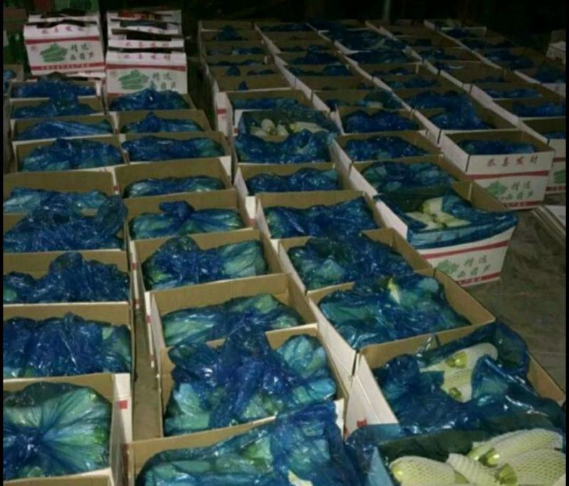 优质西葫芦，颜色鲜绿，基地，加工一体化，包装齐全，基地直