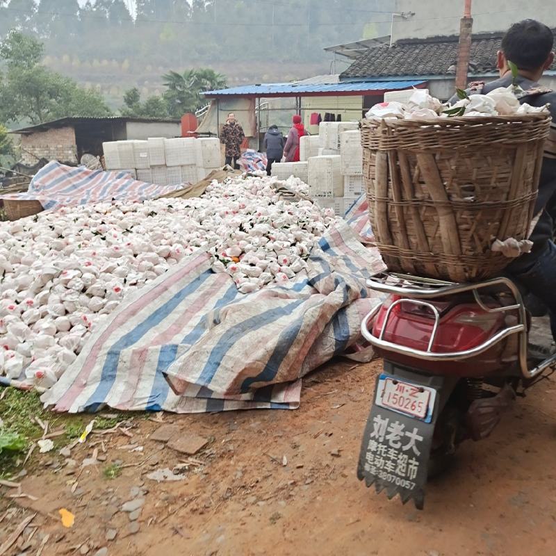 眉山耙耙柑