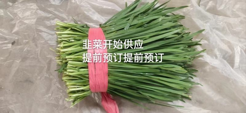 韭菜提前预订