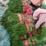 韭菜提前预订