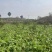 四川（精品）荷包大头菜！.300亩榨菜头产地直发