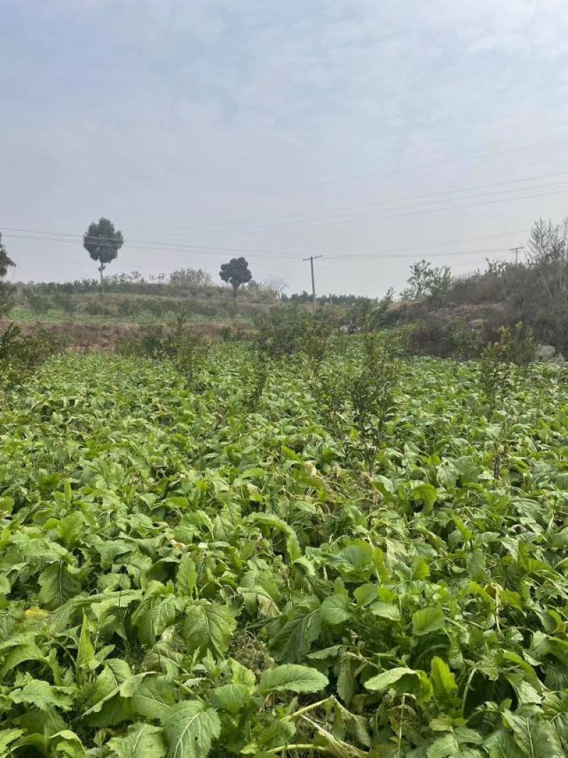 四川（精品）荷包大头菜！.300亩榨菜头产地直发