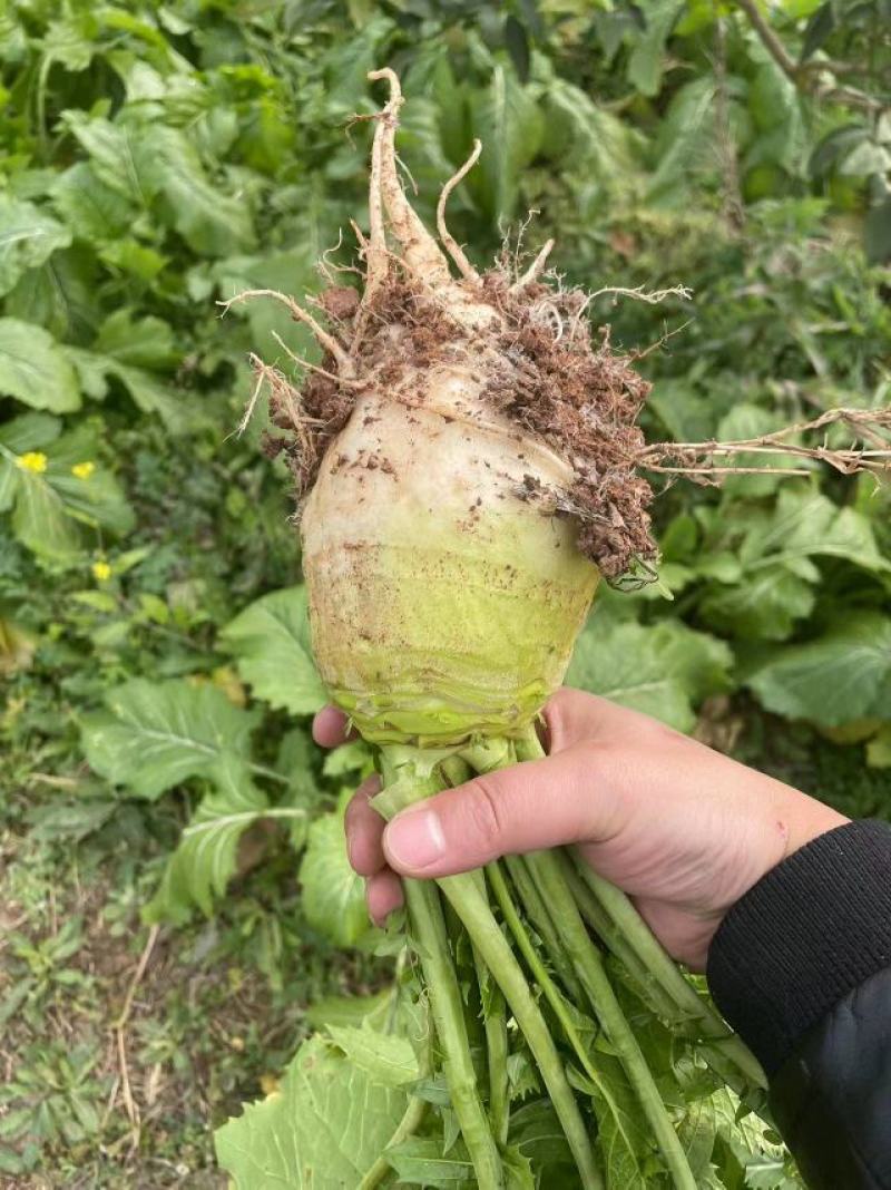四川（精品）荷包大头菜！.300亩榨菜头产地直发