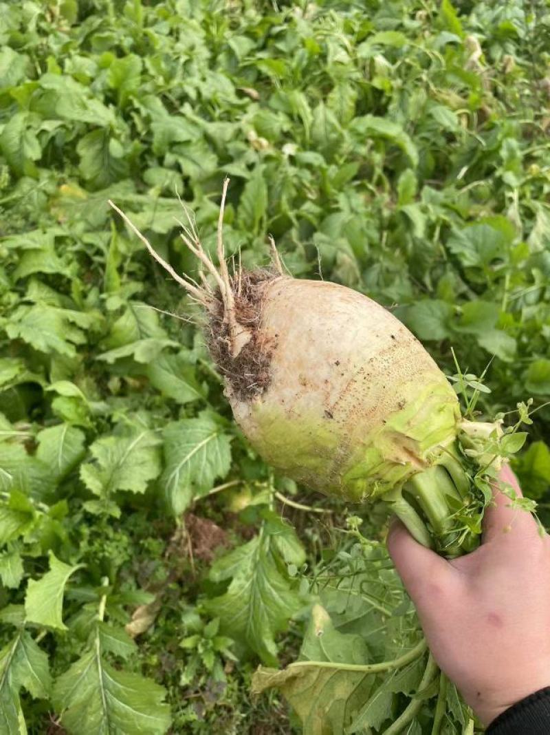 四川（精品）荷包大头菜！.300亩榨菜头产地直发
