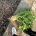 四川（精品）荷包大头菜！.300亩榨菜头产地直发