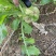 四川（精品）荷包大头菜！.300亩榨菜头产地直发