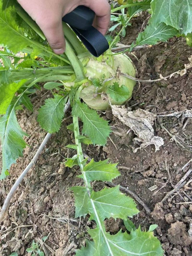 四川（精品）荷包大头菜！.300亩榨菜头产地直发