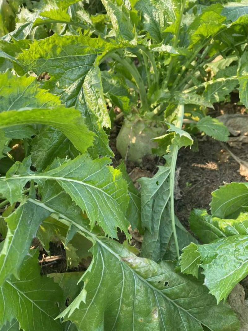 四川（精品）荷包大头菜！.300亩榨菜头产地直发