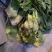 四川（精品）荷包大头菜！.300亩榨菜头产地直发