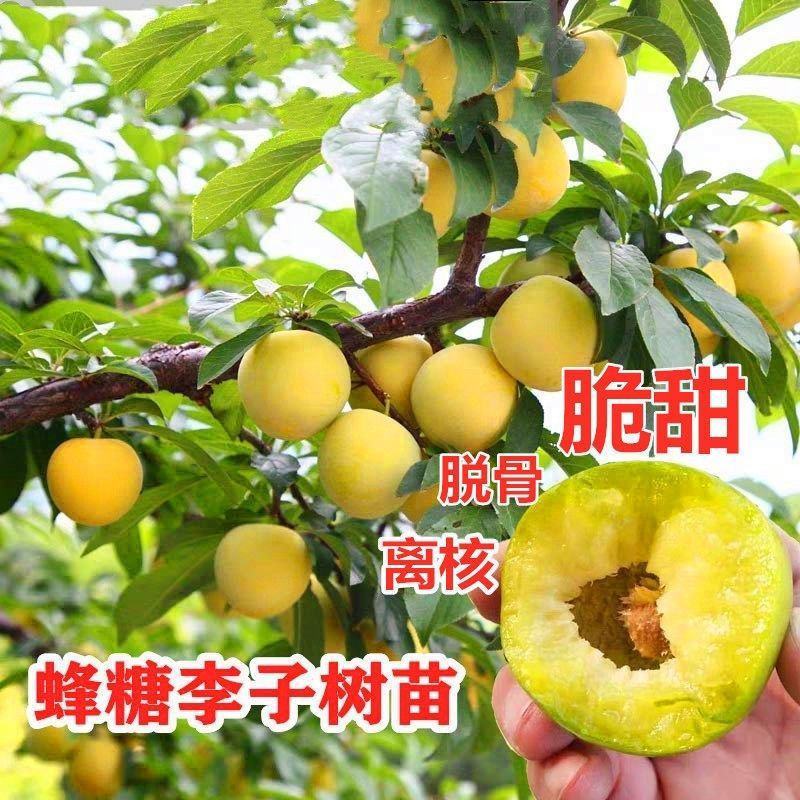 四川蜂糖李树苗脱骨离核嫁接李子苗南北方庭院阳台盆栽地栽青