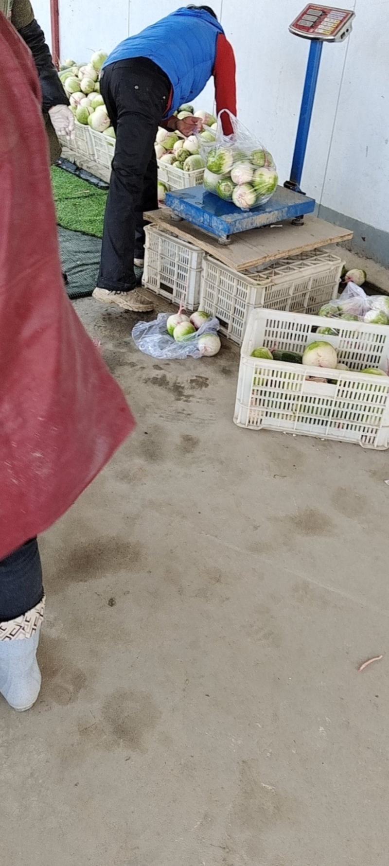 心里美萝卜