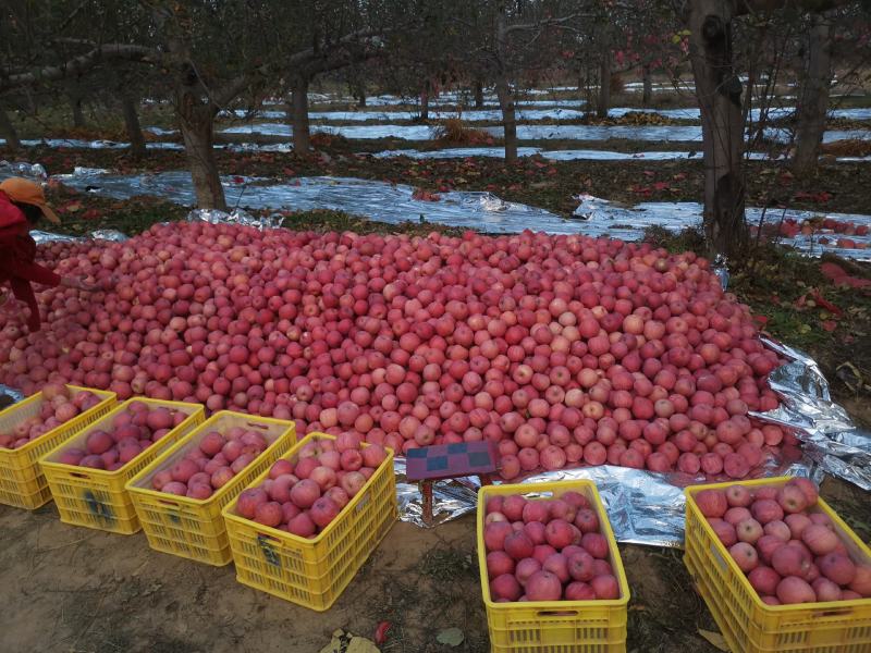 精品陕西延安红富士苹果产地直发质量保证欢迎合作