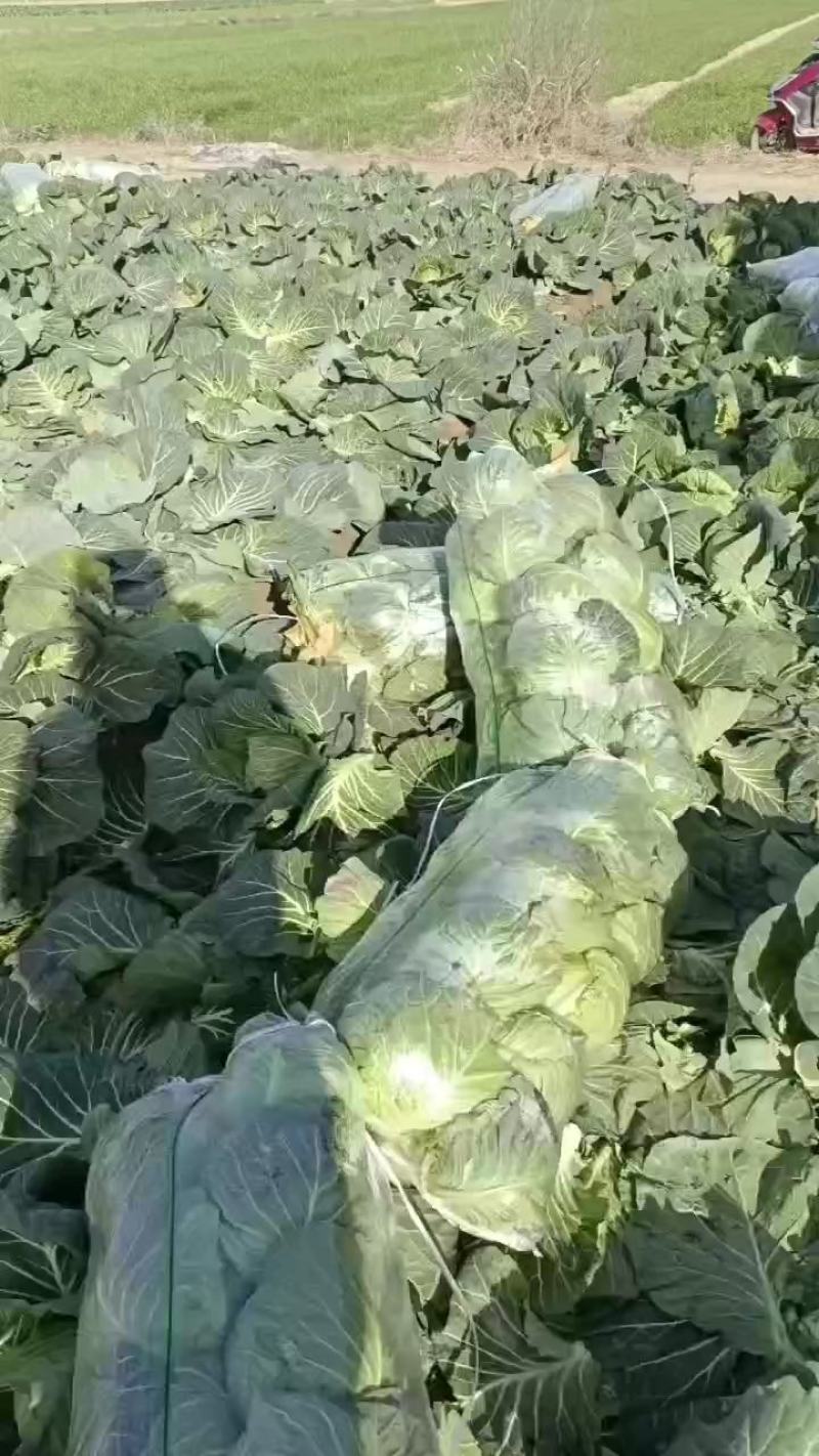 湖北斯特丹甘蓝楚禾甘蓝牛心甘蓝基地直供适合各种包装