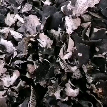 石耳，是长在云南高海拔深山老林，大岩石上。是绿色食品。