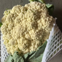 精品冷库储存80有机花