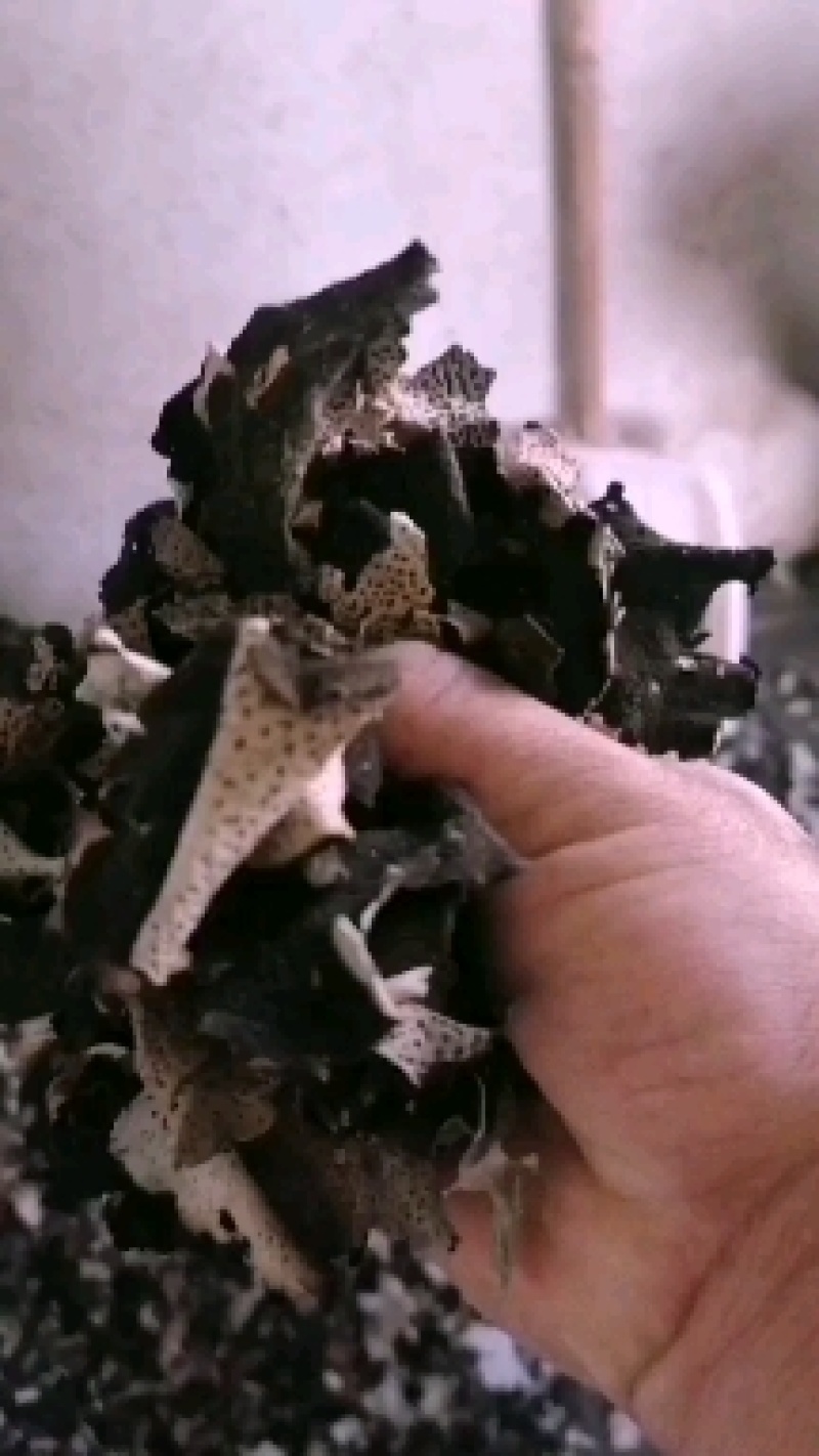 石耳，是长在云南高海拔深山老林，大岩石上。是绿色食品。