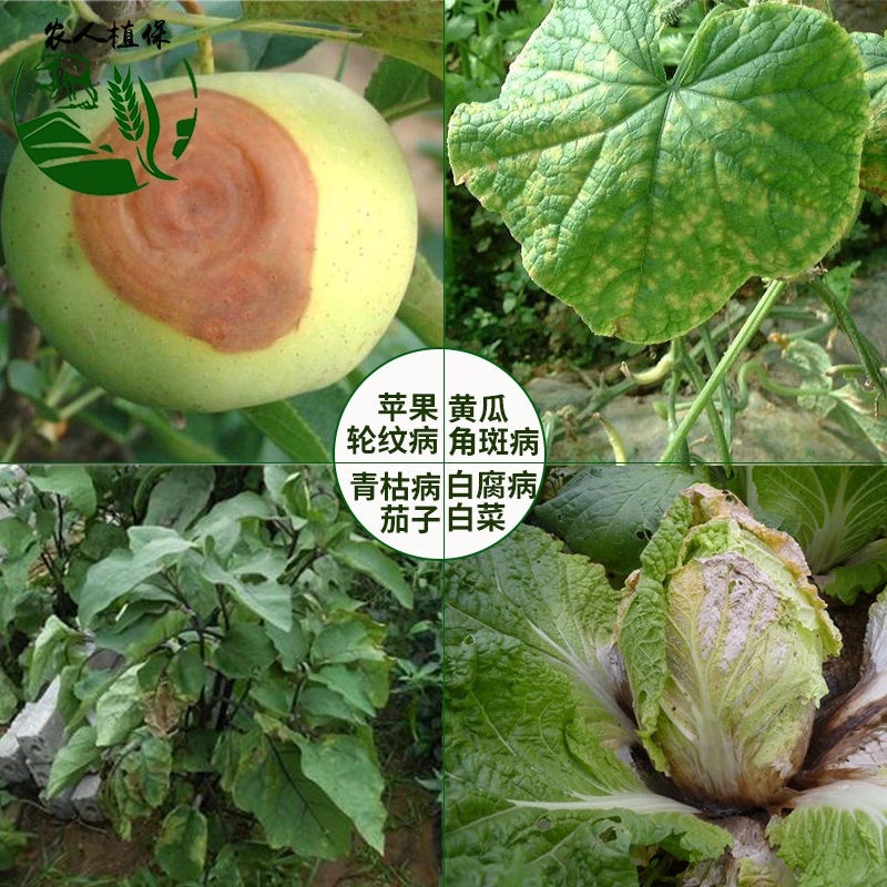 3%中生菌素凯立生物细菌轮纹角斑杀菌剂