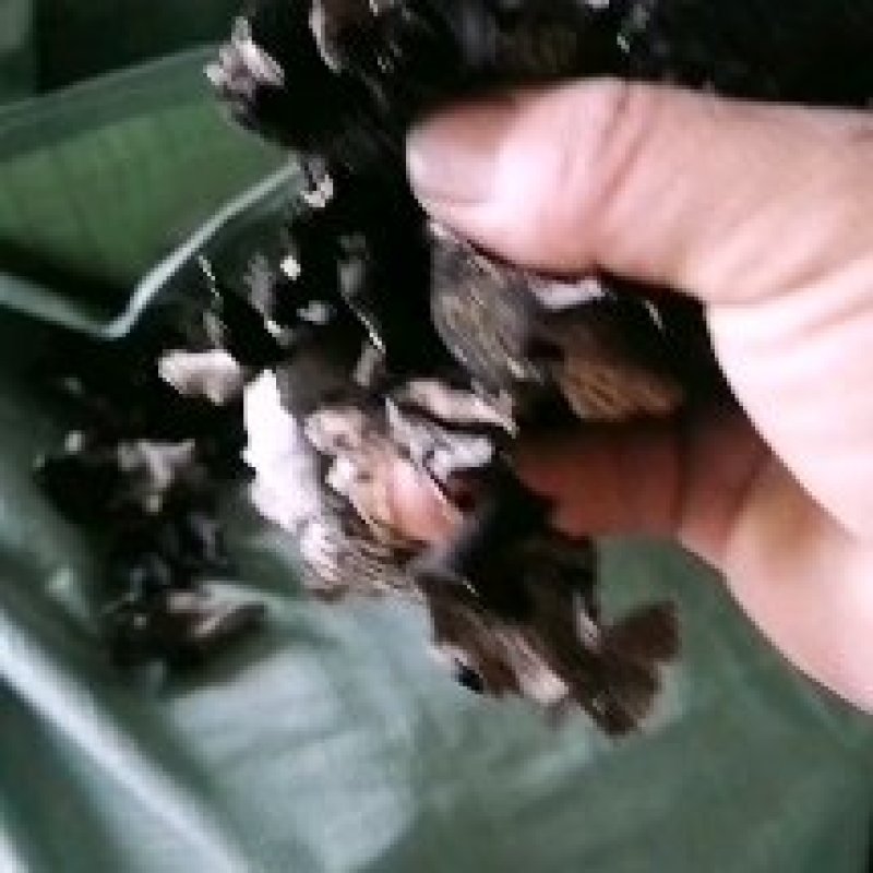石耳，是长在云南高海拔深山老林，大岩石上。是绿色食品。