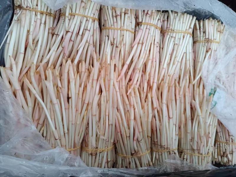 精品折耳根芽子一手货源货源充足量大从优对接全国