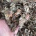 鱼腥草、折耳根！无硫磺熏天然植物中草药原草