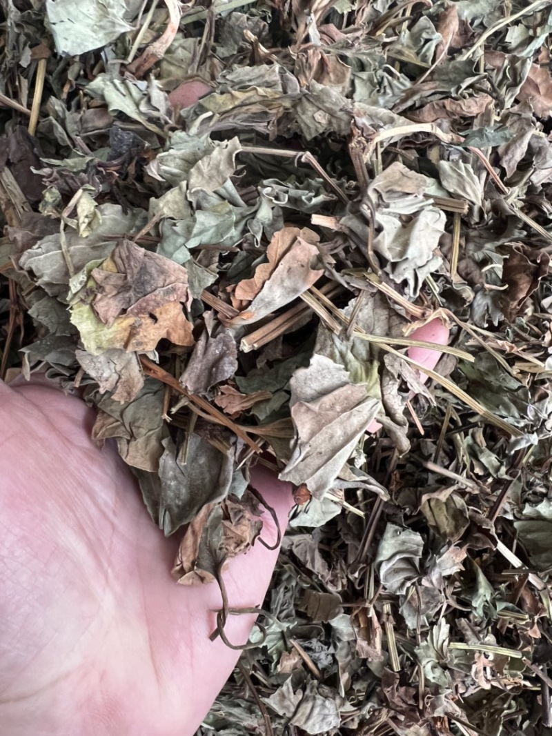 鱼腥草、折耳根！无硫磺熏天然植物中草药原草