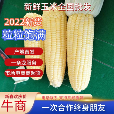 【新鲜玉米】玉米黄甜玉米太阳花玉米货源充足稳定