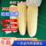 【新鲜玉米】玉米黄甜玉米太阳花玉米货源充足稳定