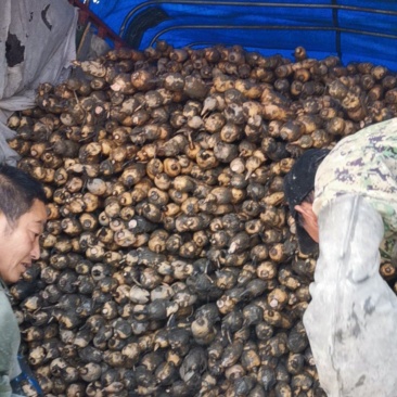 精品莲藕基地直发一手货源价格便宜走货便利