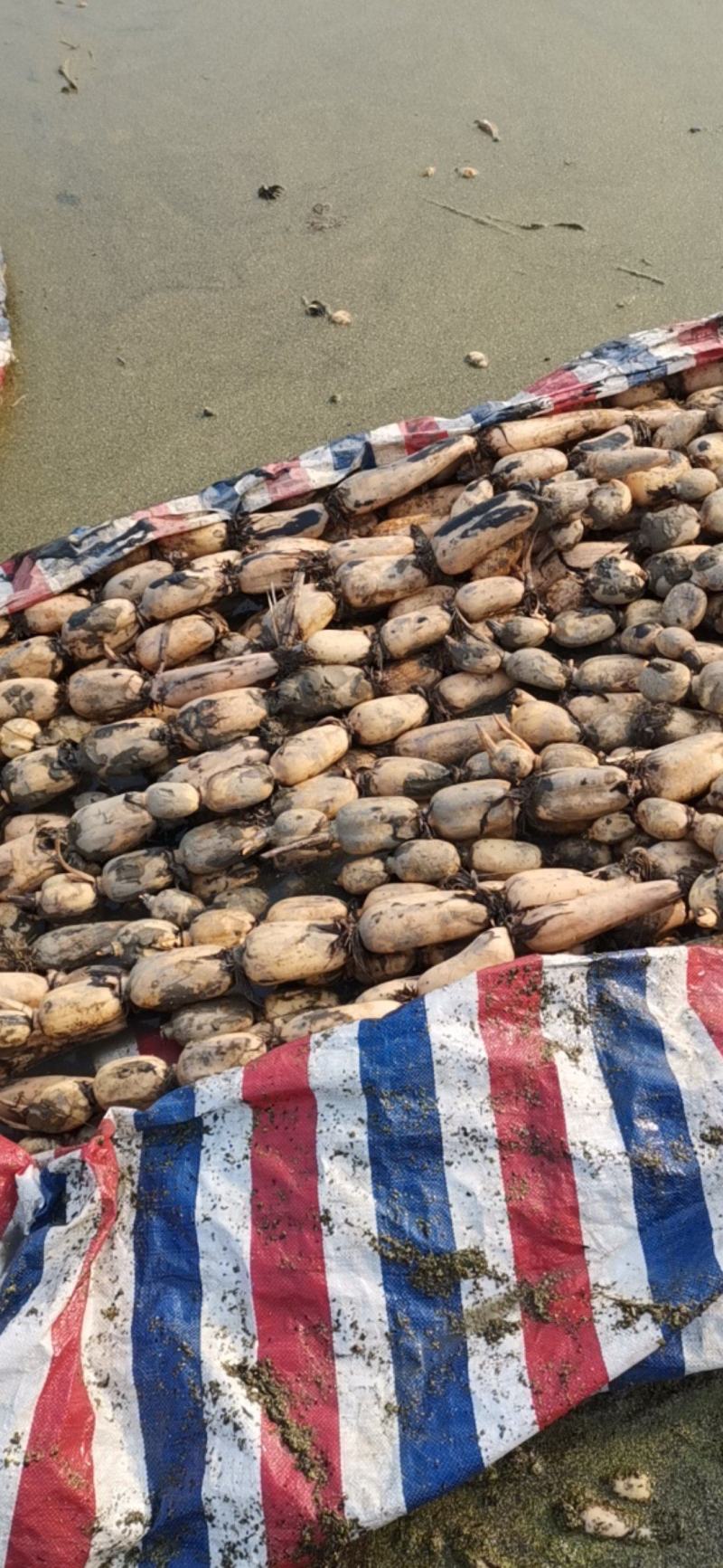 精品莲藕基地直发一手货源价格便宜走货便利
