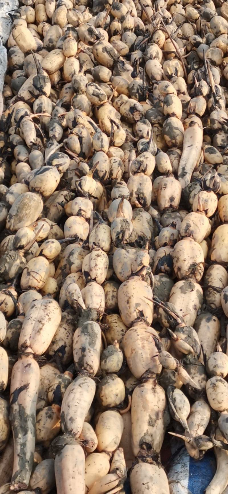 精品莲藕基地直发一手货源价格便宜走货便利