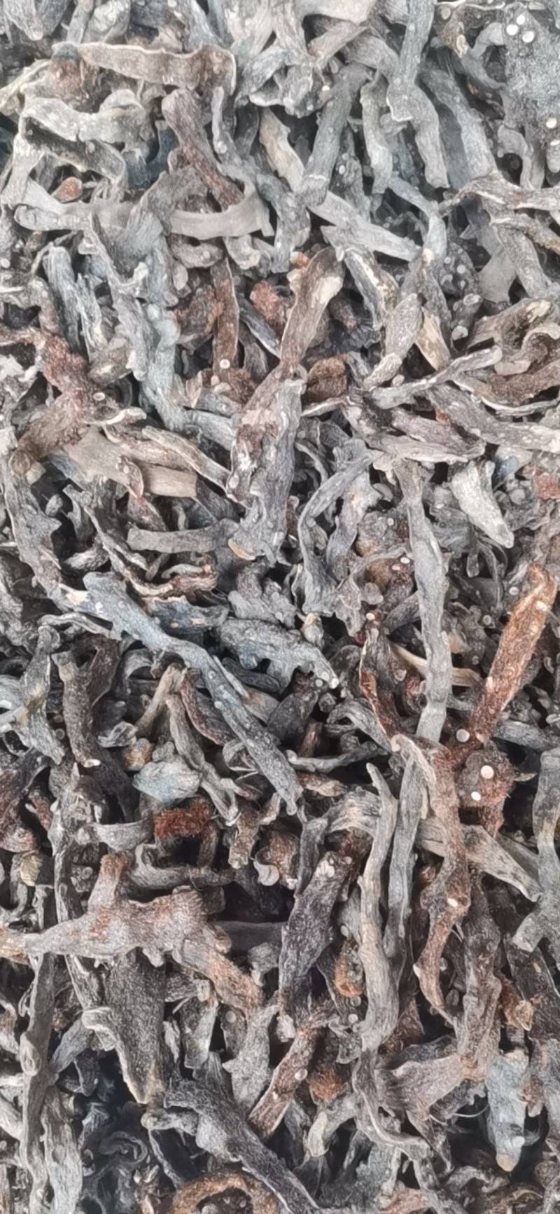 骨碎补，巴崖姜，猴姜，岩姜，纯野生，货足干