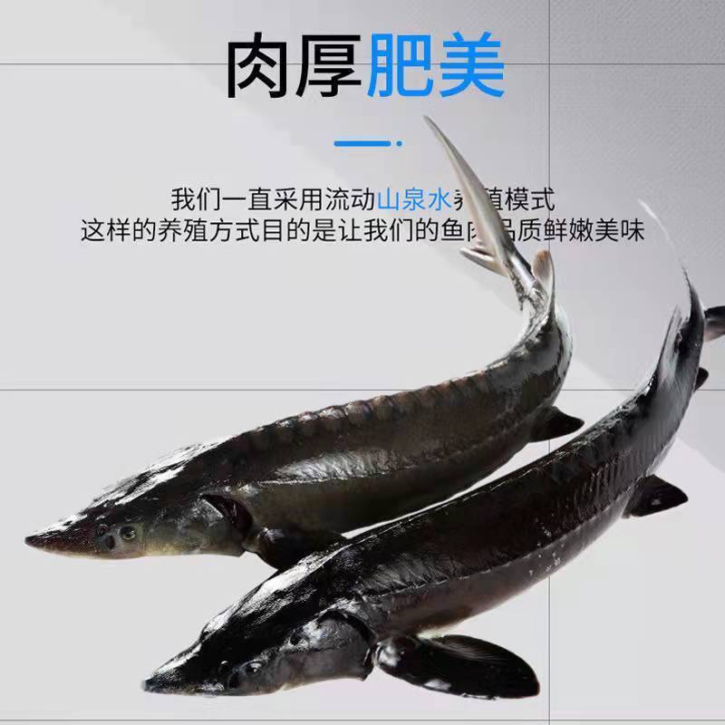 鲟鱼一手货源，山东潍坊看货，支持快递，全国配货