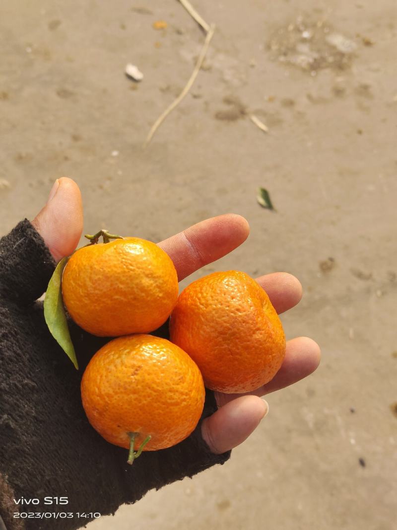 热销推荐精品砂糖橘口感超甜，皮薄汁多入口无渣，全国发货
